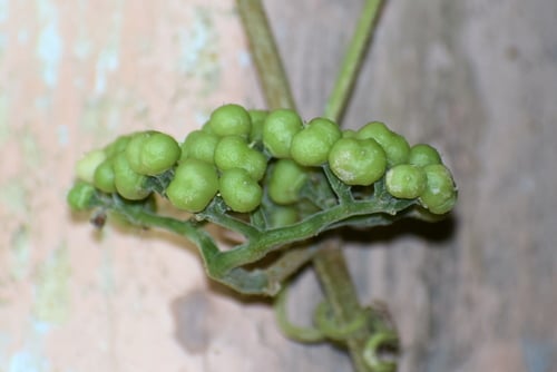 Cayratia pedata (Birdfoot grape vine) — photo