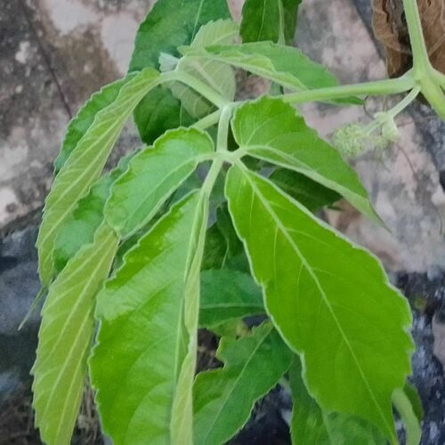 Cayratia pedata (Birdfoot grape vine) — photo