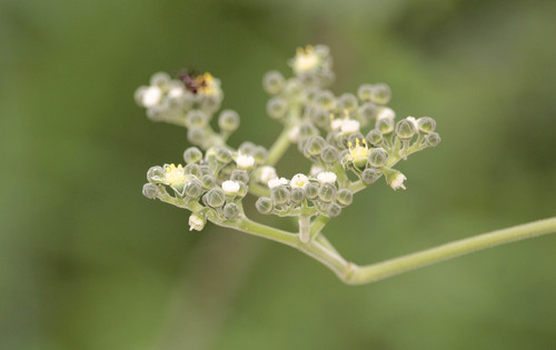 Cayratia pedata