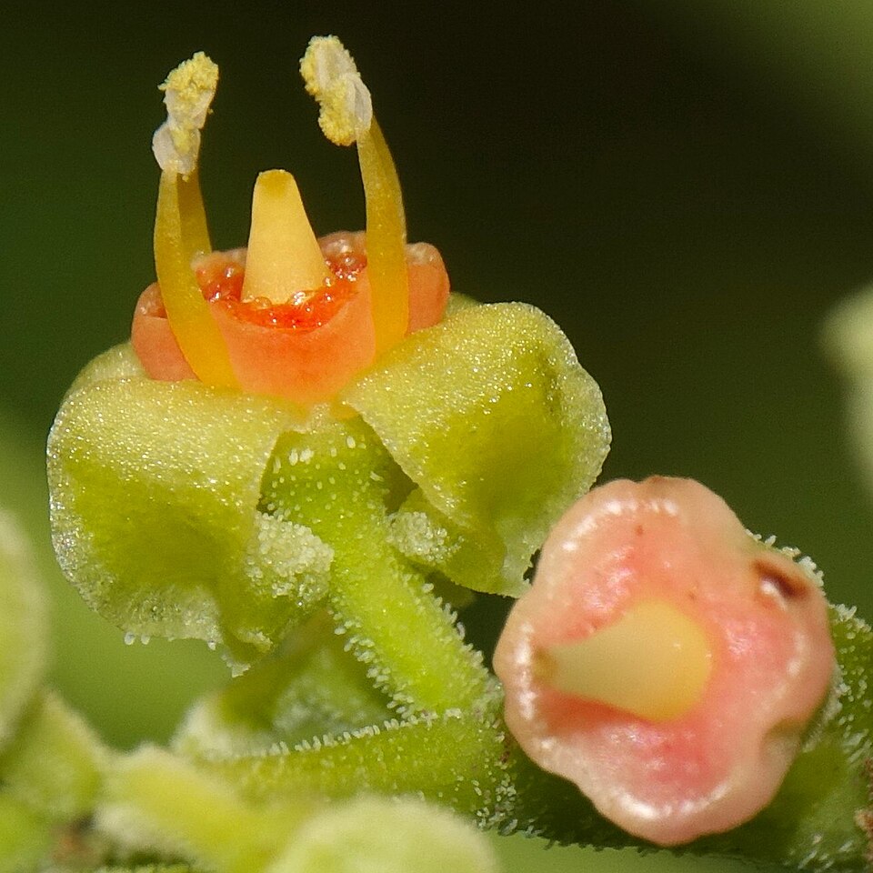 Cayratia tenuifolia — photo