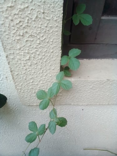 Cayratia trifolia (Bush Grape) — photo