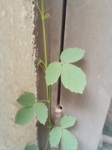 Cayratia trifolia