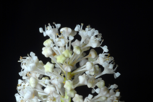 Ceanothus americanus (New Jersey tea) — photo