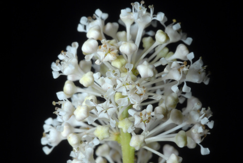 Ceanothus americanus (New Jersey tea) — photo