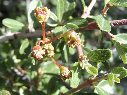 Ceanothus cuneatus (Buckbrush) — photo
