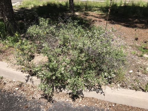 Ceanothus fendleri (Fendler's ceanothus) — photo