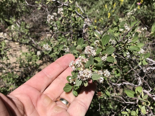 Ceanothus fendleri (Fendler's ceanothus) — photo