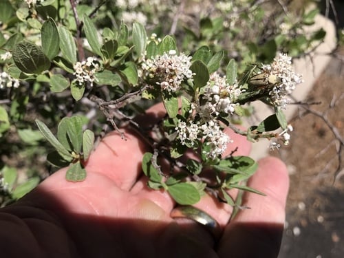 Ceanothus fendleri