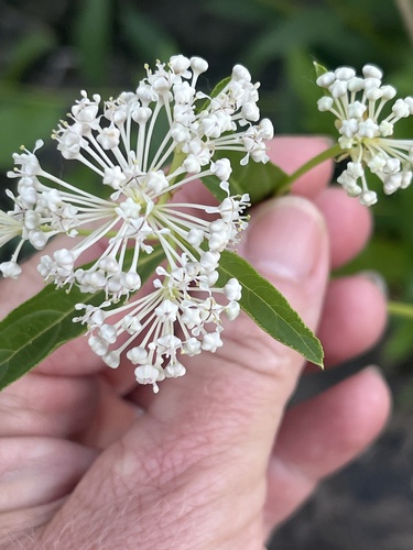 Ceanothus herbaceus (Red root) — photo
