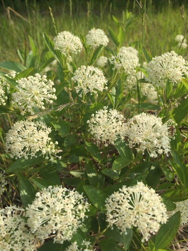 Ceanothus herbaceus