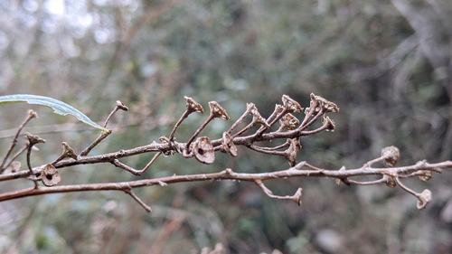Ceanothus integerrimus (Deer brush) — photo