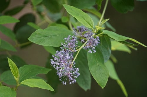Ceanothus integerrimus