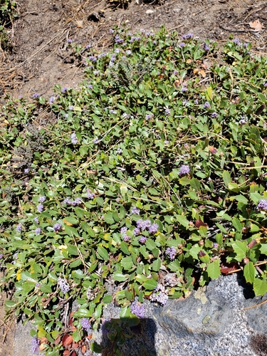 Ceanothus prostratus — photo