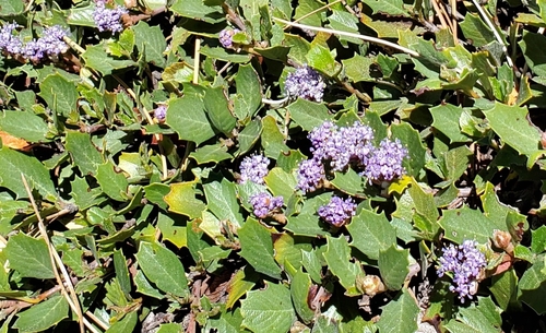 Ceanothus prostratus