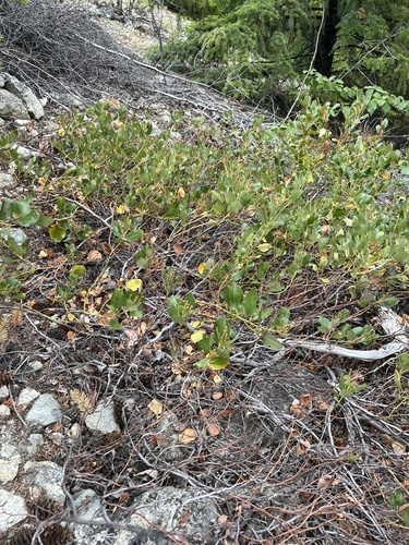 Ceanothus velutinus (Sticky laurel) — photo