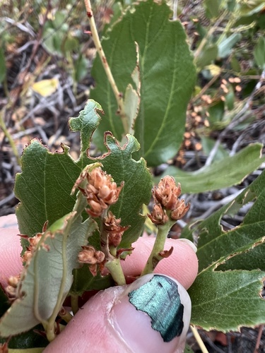 Ceanothus velutinus (Sticky laurel) — photo