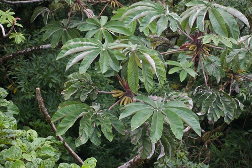 Cecropia angustifolia — photo