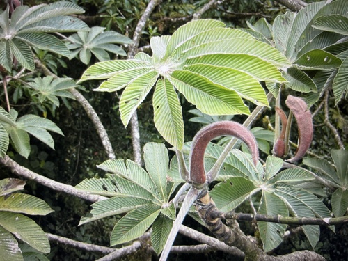 Cecropia angustifolia — photo