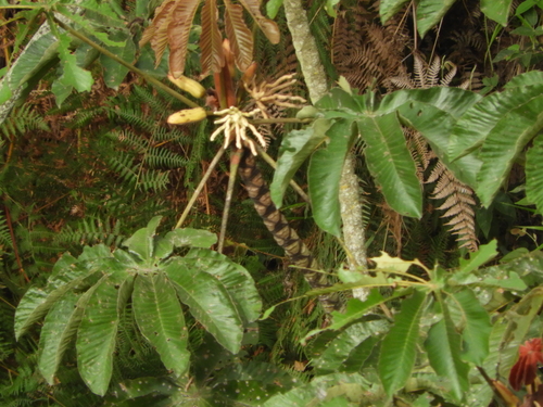 Cecropia angustifolia
