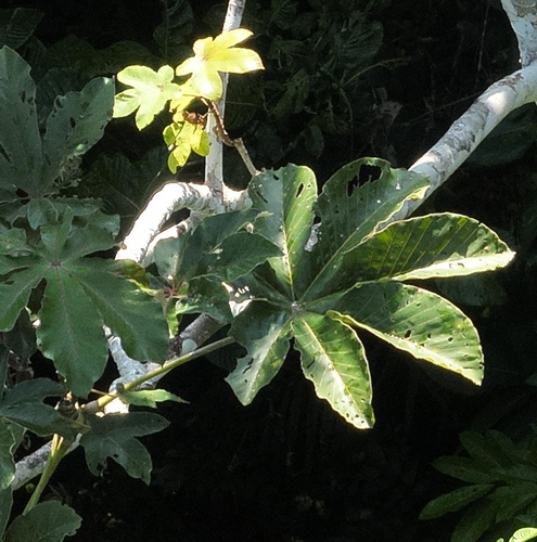 Cecropia distachya (Two spike pumpwood) — photo