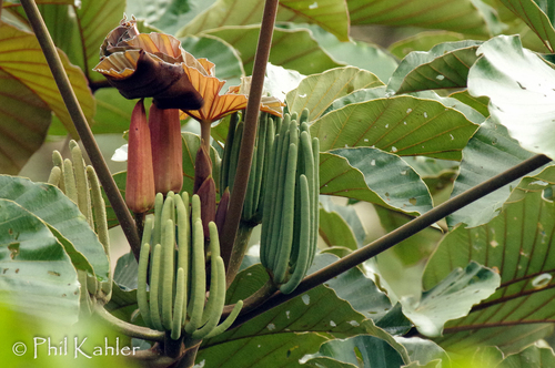 Cecropia distachya (Two spike pumpwood) — photo