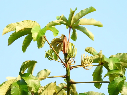 Cecropia distachya