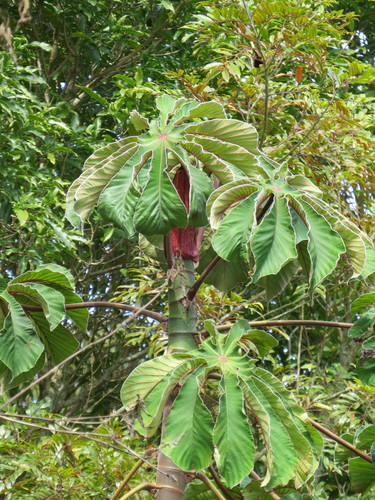 Cecropia glaziovii (Red snakewood tree) — photo