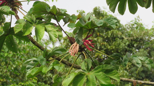 Cecropia glaziovii (Red snakewood tree) — photo