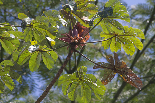 Cecropia glaziovii