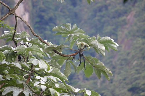 Cecropia hololeuca (White pumpwood) — photo