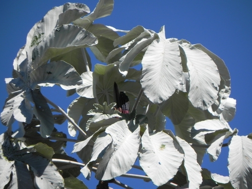 Cecropia hololeuca (White pumpwood) — photo