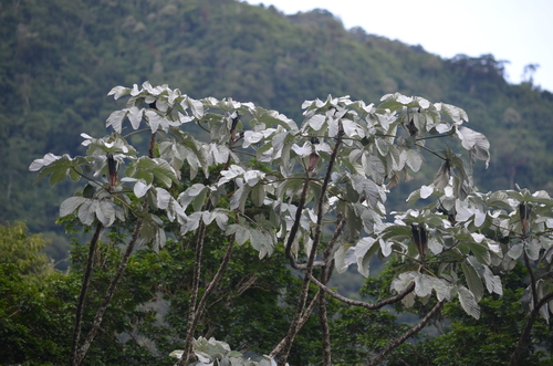 Cecropia hololeuca