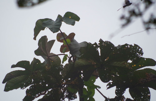 Cecropia insignis — photo