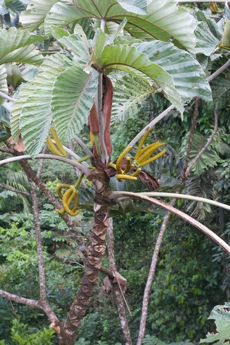 Cecropia insignis