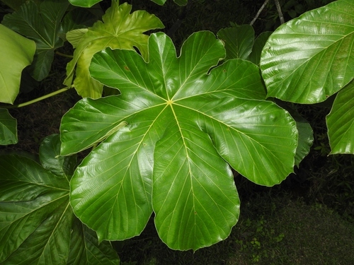Cecropia membranacea