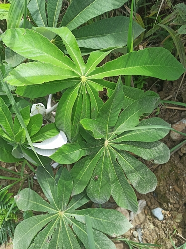 Cecropia montana (Mountain pumpwood) — photo