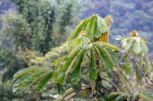 Cecropia montana