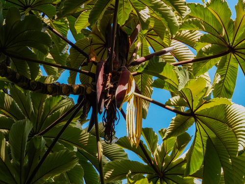 Cecropia obtusifolia (Trumpet tree) — photo