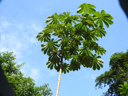 Cecropia obtusifolia (Trumpet tree) — photo