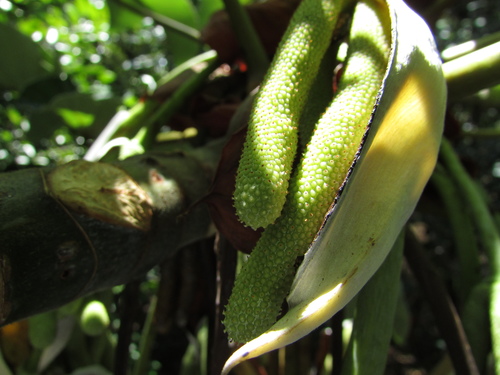 Cecropia palmata (Snakewood tree) — photo