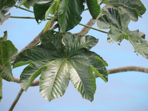 Cecropia pittieri — photo