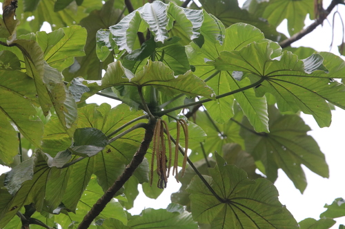 Cecropia pittieri