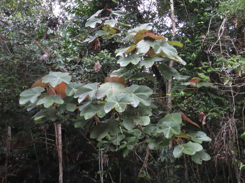 Cecropia purpurascens