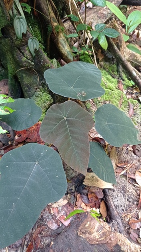 Cecropia purpurascens — photo