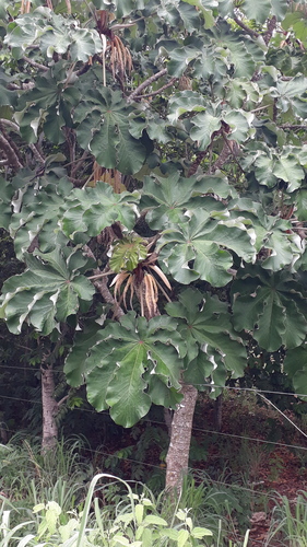 Cecropia saxatilis — photo