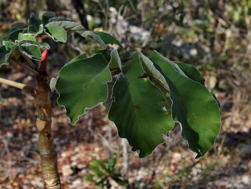 Cecropia saxatilis