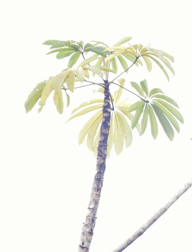Cecropia sciadophylla (Igarata pumpwood) — photo