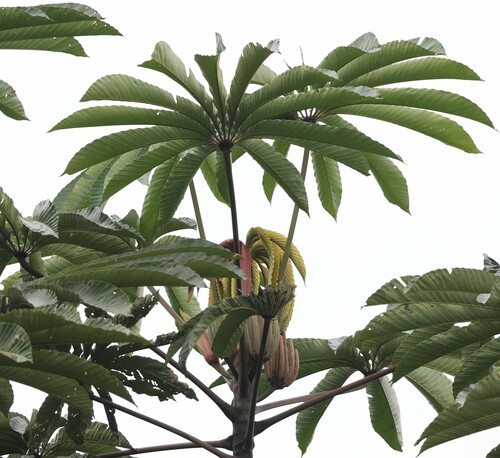 Cecropia sciadophylla