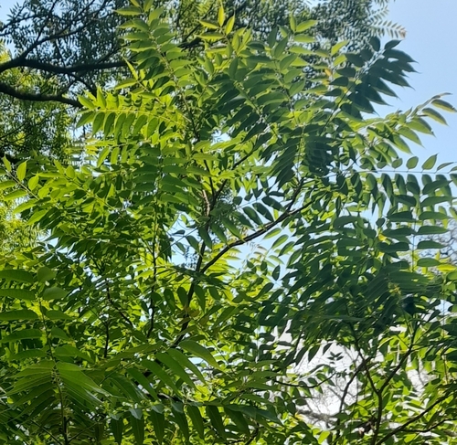 Cedrela angustifolia (Narrowleaf cedrela) — photo