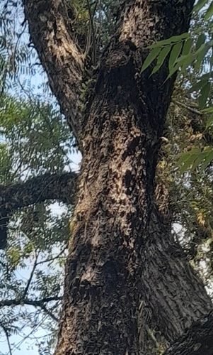Cedrela angustifolia (Narrowleaf cedrela) — photo